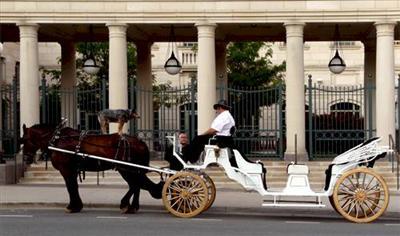 Carriage - Horse & Carriage 